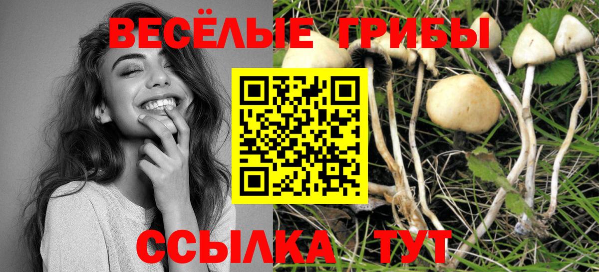 Котельники  купить наркотики сайты  Вход с VPN  Псилоцибиновые грибы GOLDEN TEACHER 
